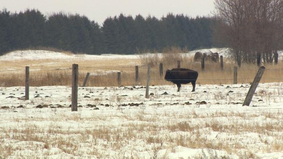 Un bison au milieu d'un champ à Lorette.
