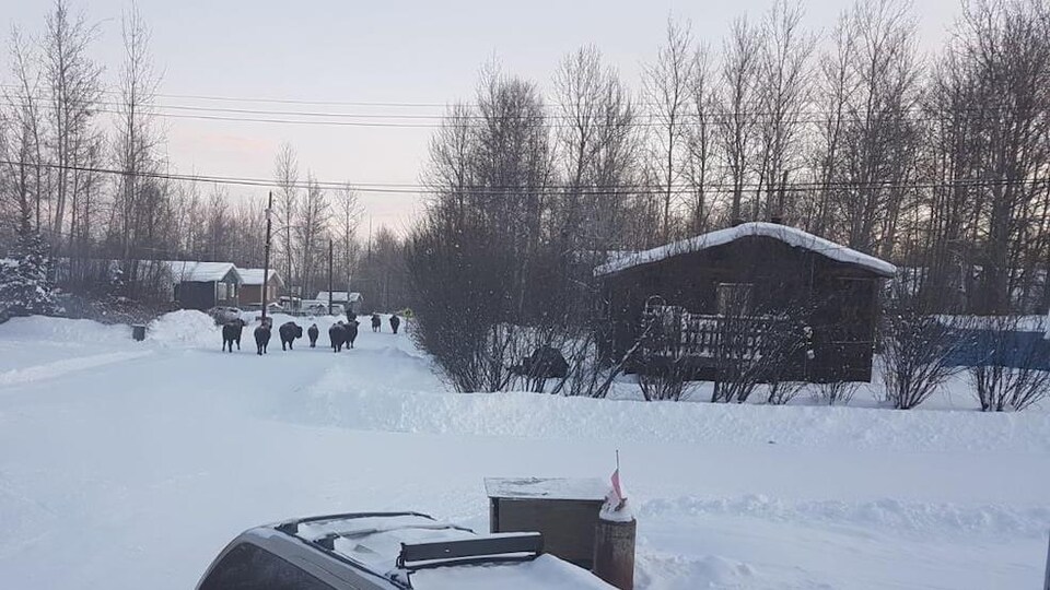 Des bisons marchent dans une rue enneigée.