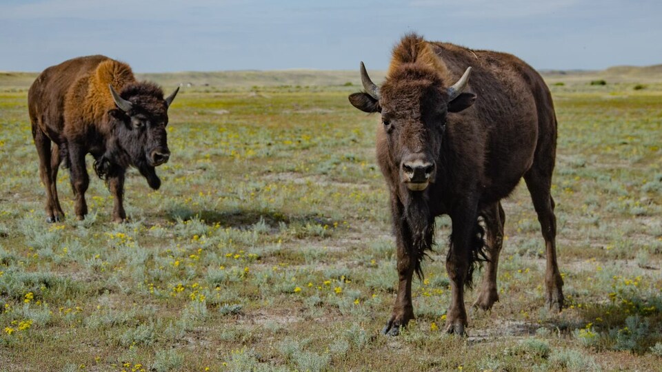 Des bisons au Parc national de Grasslands.