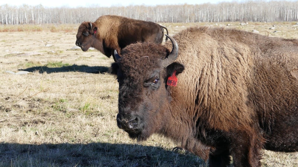 Un bison appartenant à la Fédération métisse du Manitoba. 
