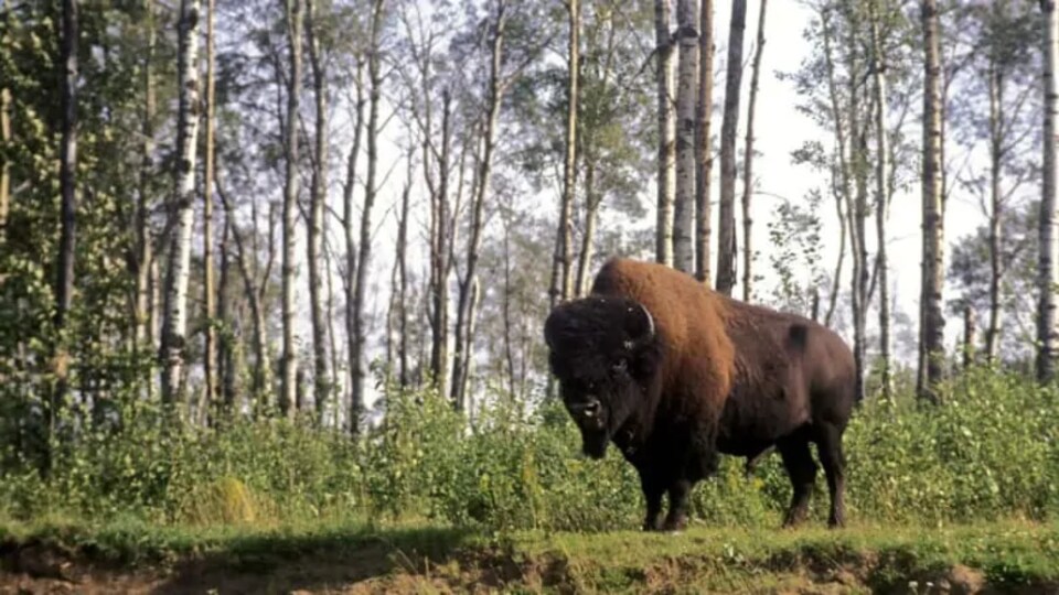 Un bison est debout près d'une forêt