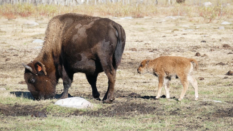Une bisonne et son veau broutent de l'herbe. 