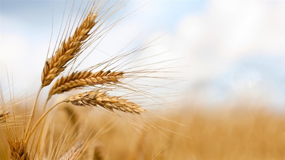 Les Italiens boudent le blé canadien au glyphosate | Radio-Canada.ca