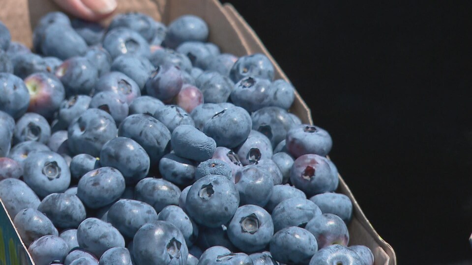 Gros plan sur une barquette remplie de bleuets.