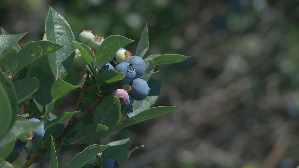 Des bleuets au bout de branches.