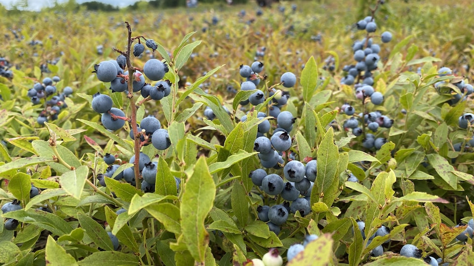 Des plants de bleuets à la Bleuetière de Guérin.