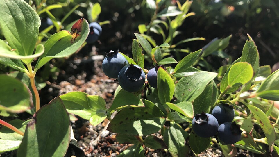 Des plants de bleuets.