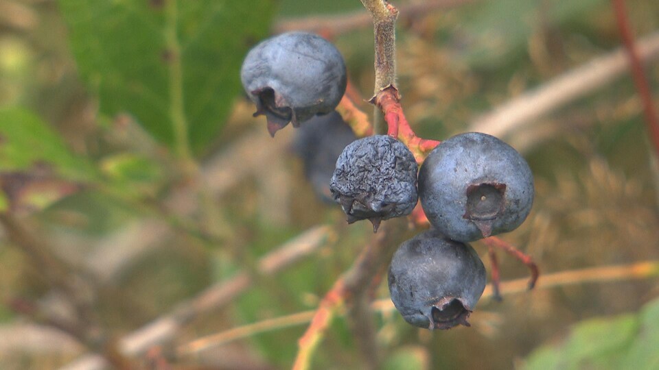 Un bleuet fripé sur une branche.