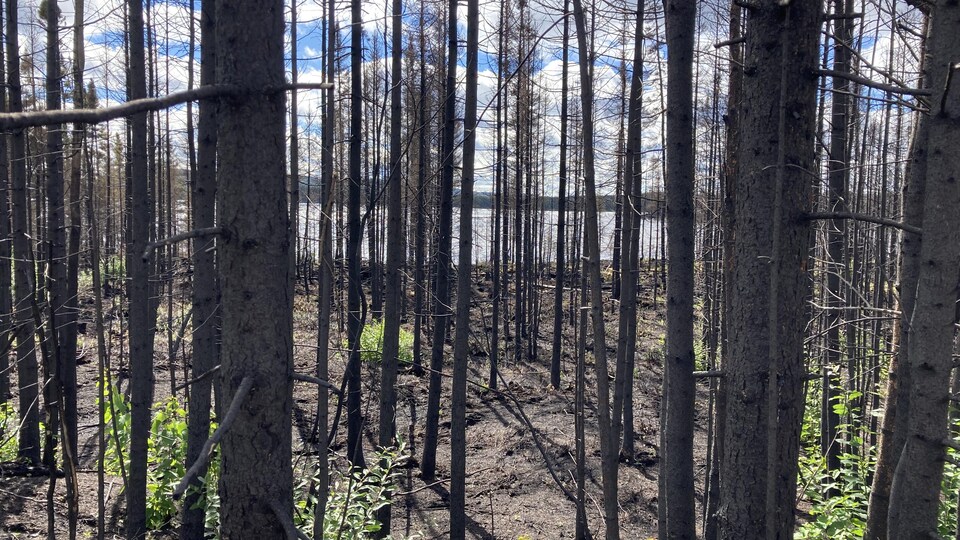 Des arbres brûlés.