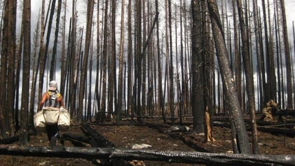 Un planteur d'arbres au milieu d'un boisé.
