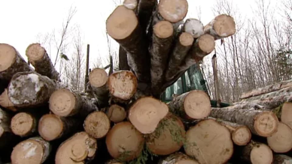 Des troncs d'arbres sont empilés.