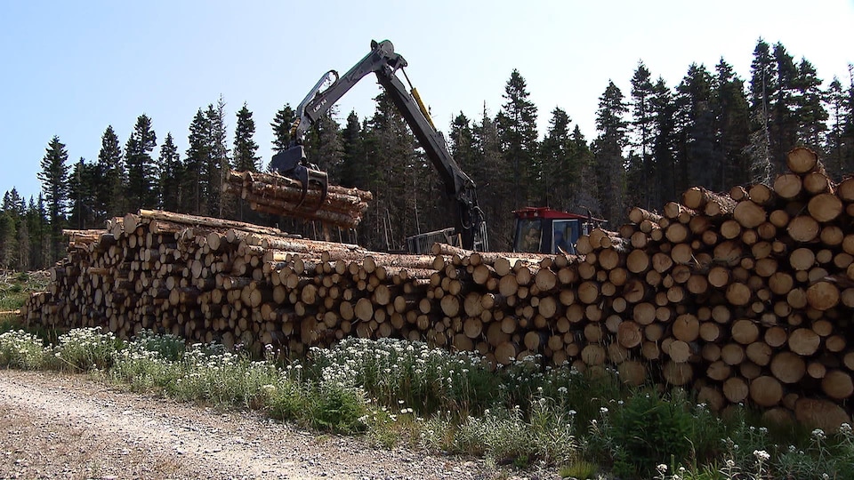 Les entreprises québécoises dénoncent les taxes sur les exportations de bois aux États-Unis.