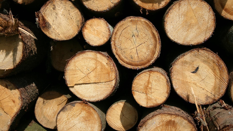 Des buches de bois.