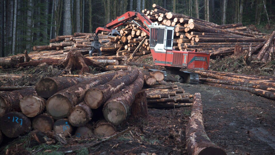 De la machinerie forestière parmi des arbres coupés dans une forêt.