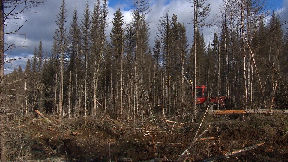 Des travailleurs opèrent de la machinerie en forêt.