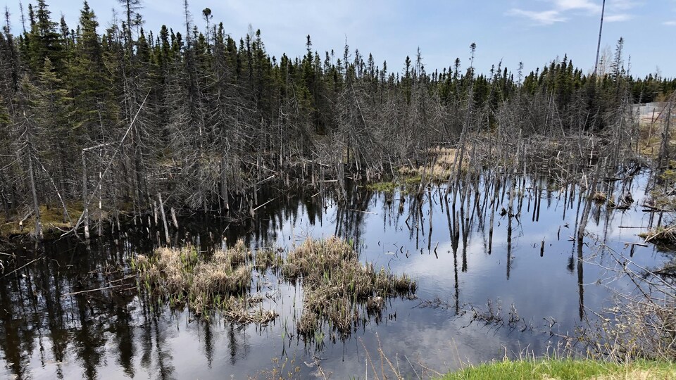 Réserve de biodiversité à désaccord sur le tracé Radio