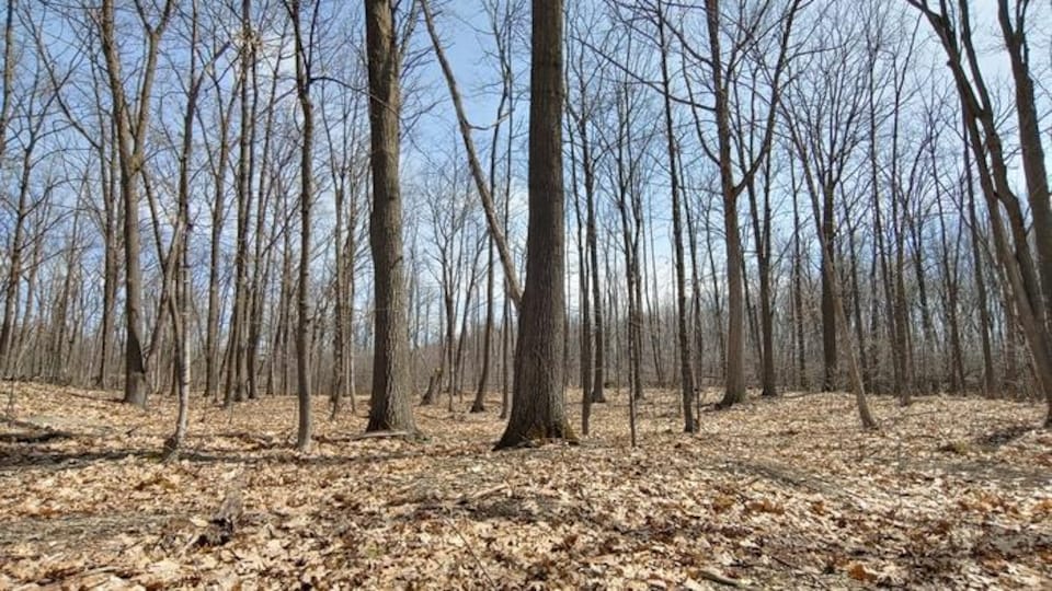Un boisé de chênes dont le sol est recouvert de feuilles mortes.