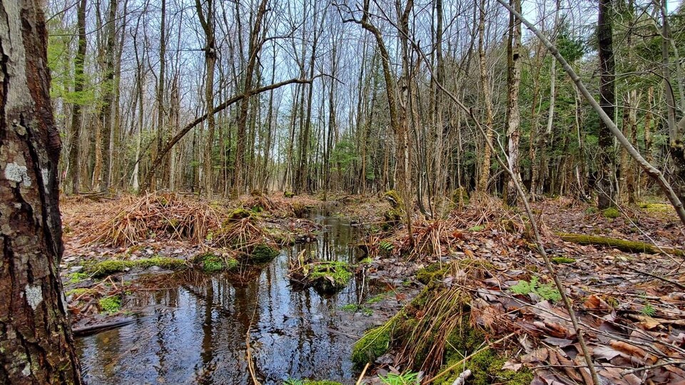 Boisé sur le mont Rigaud.