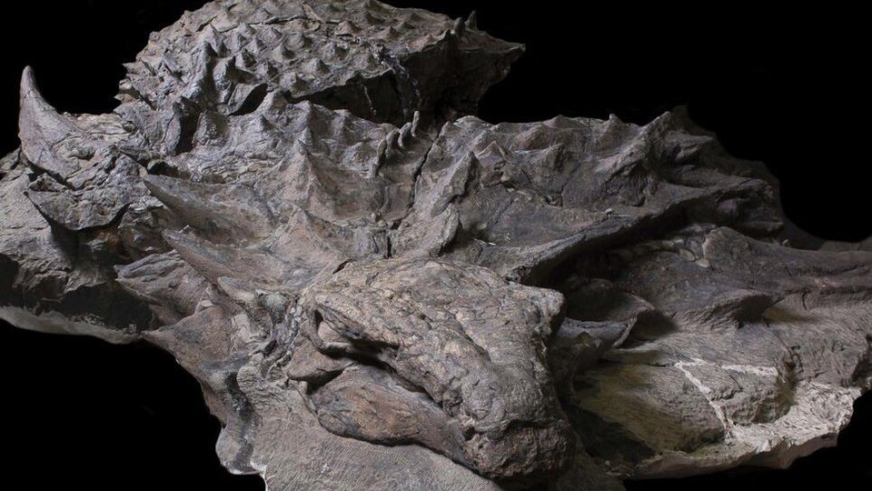 L'ensemble du spécimen de Borealopelta markmitchelli découvert en Alberta.