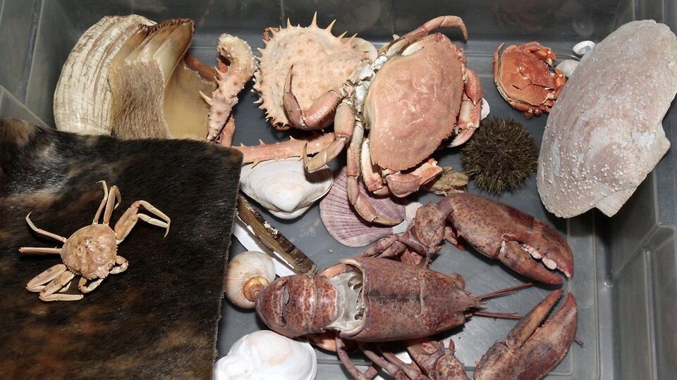 Des carcasses de crabes, de homards et des coquillages dans une boîte.