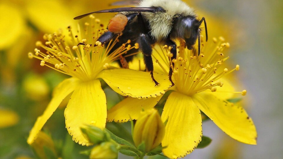In this July 8, 2015 photo a bumblebee gathers nectar on a wildflower in Appleton, Maine. Maine scientists say the state needs to take a broad census of its bumblebees to ensure the security of its beloved blueberry and cranberry crops, and the state is enlisting its residents to make it possible. (AP Photo/Robert F. Bukaty) 