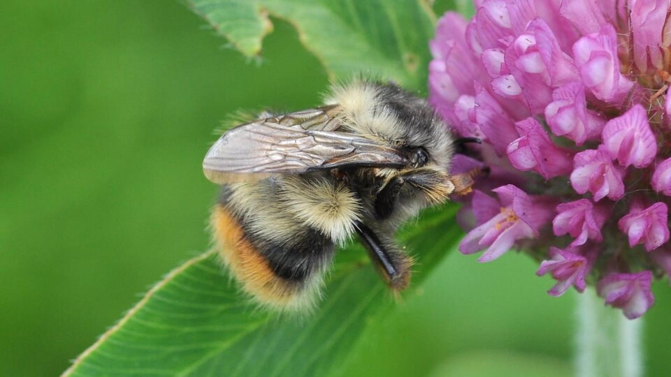 Un bourdon fébrile en train de polliniser une fleur.