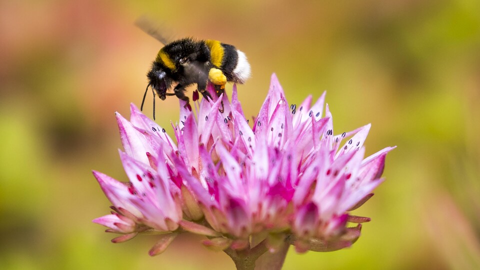 Un bourdon qui butine une fleur.