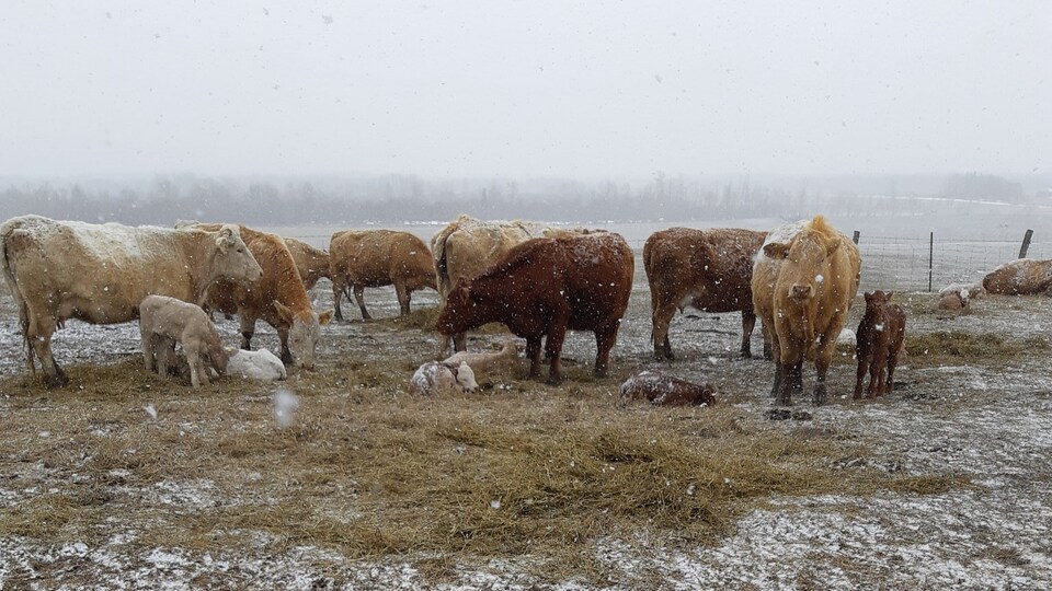 Des veaux et des vaches sur la ferme de Jason Desrochers. Il neige.