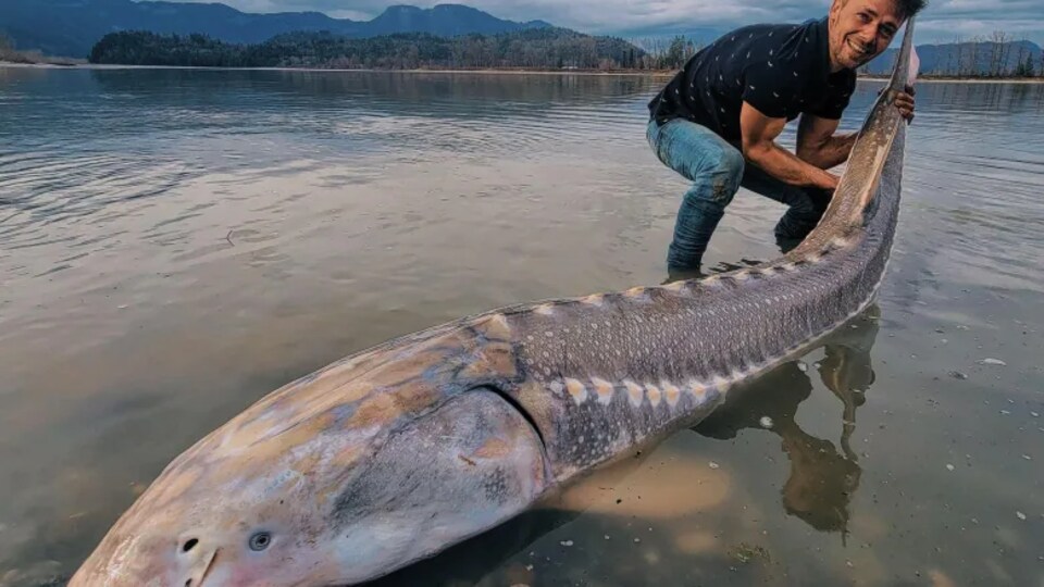 Braeden Rouse tient la queue de l'esturgeon qu'il a pêché dans le fleuve Fraser, en Colombie-Britannique. Le poisson fait 2,60 mètres et pèse environ 160 kg.