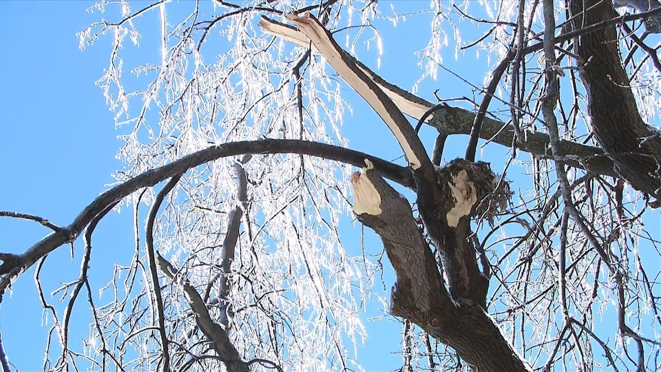Un arbre avec des branches cassées et d'autres couvertes de verglas
