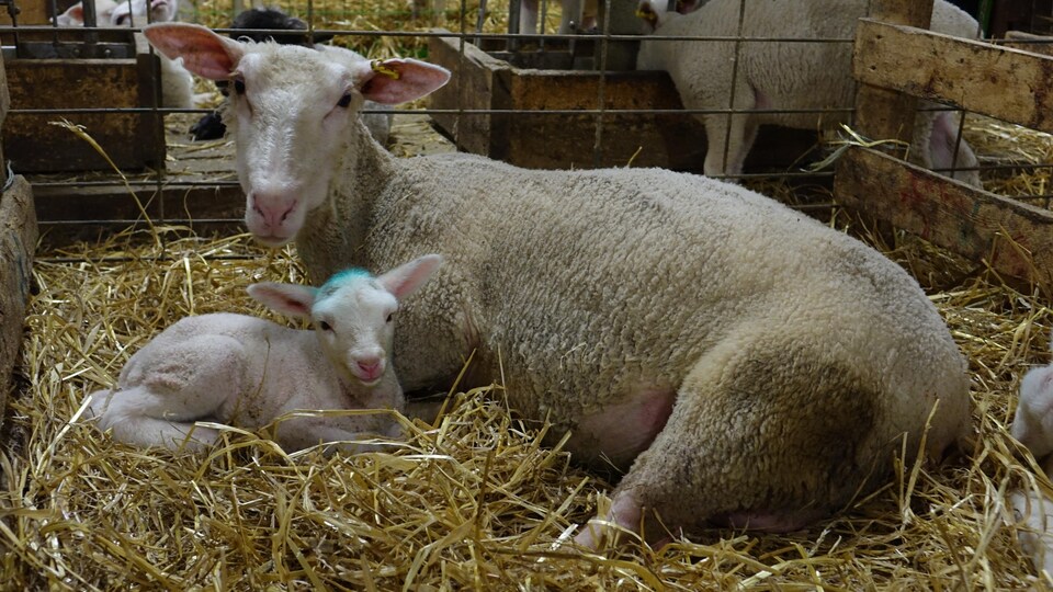 Une brebis et son agneau.