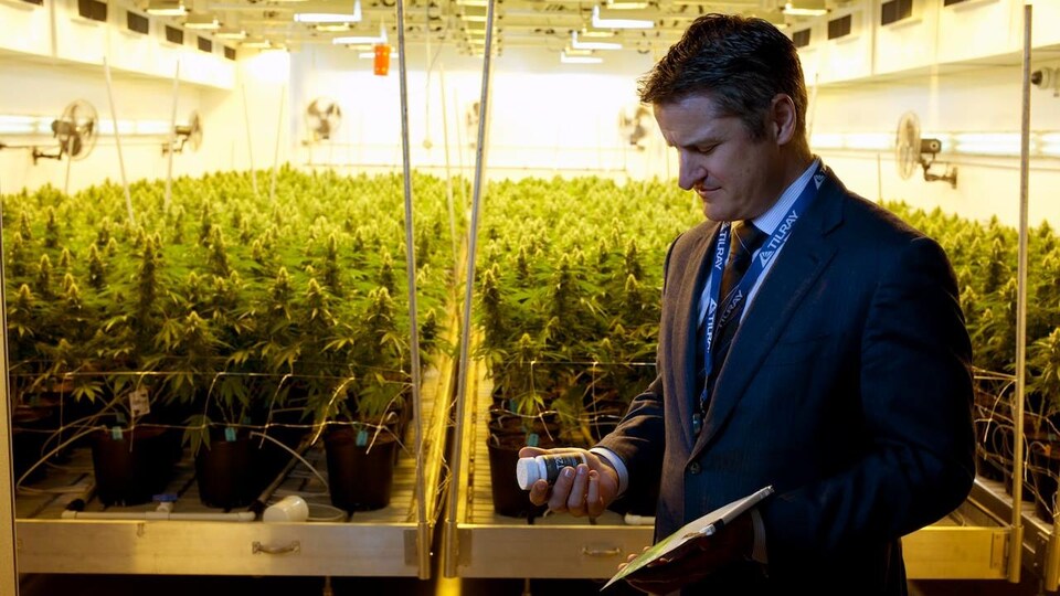 Brendan Kennedy devant des plants de cannabis.