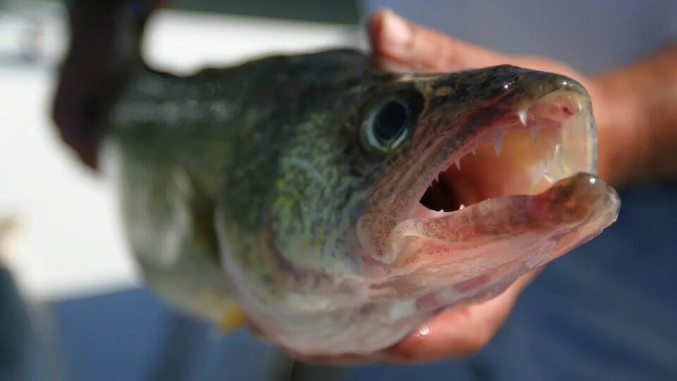 Un brochet