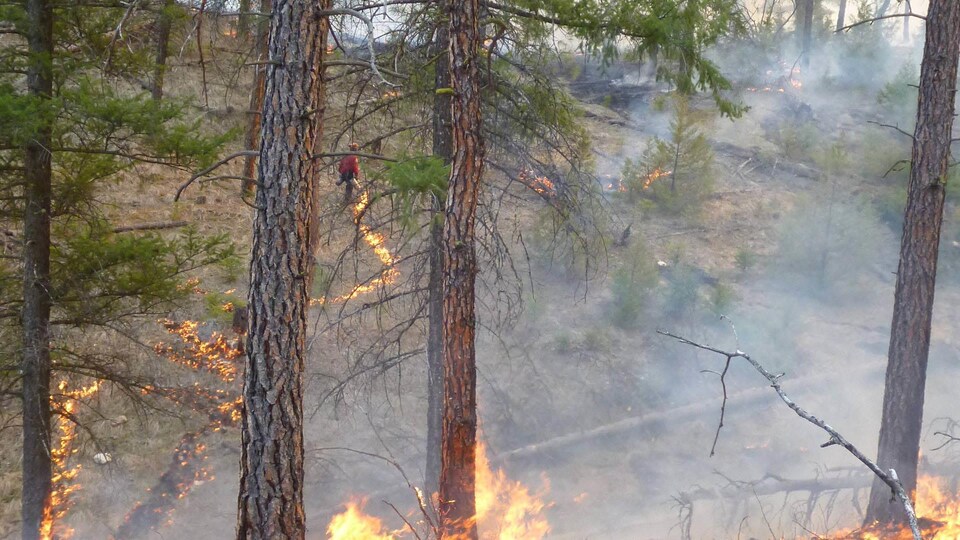 Un feu contrôlé dans une forêt.
