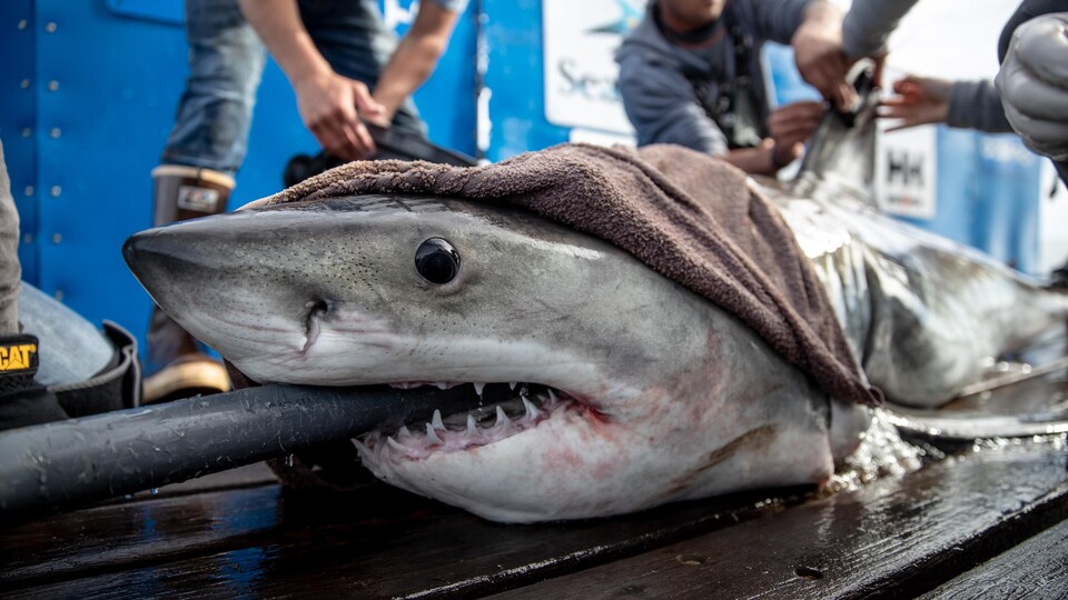 Le requin Brunswick sur le pont d'un bateau lorsque l'organisation Ocearch lui a installé sa puce.
