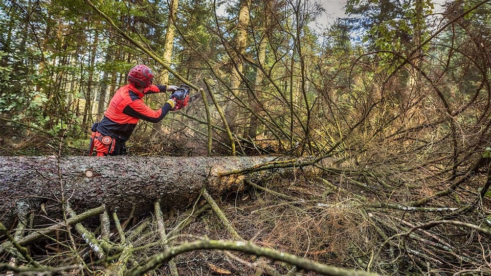 Un homme qui coupe un arbre dans la forêt.