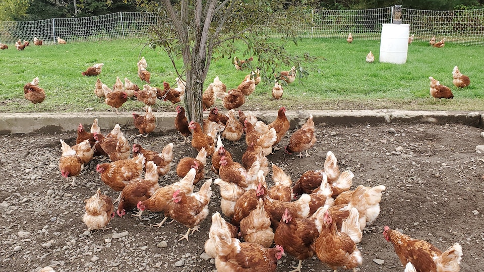Les poules de la Ferme La Caboche à Rimouski. En vivent en liberté en enclos extérieur toute la journée. 