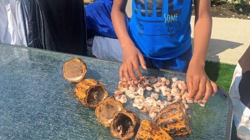 Emmanuel DJédjé, un petit garçon touche des cabosses et des fèves de cacao, étalées sur une table dans une cour.