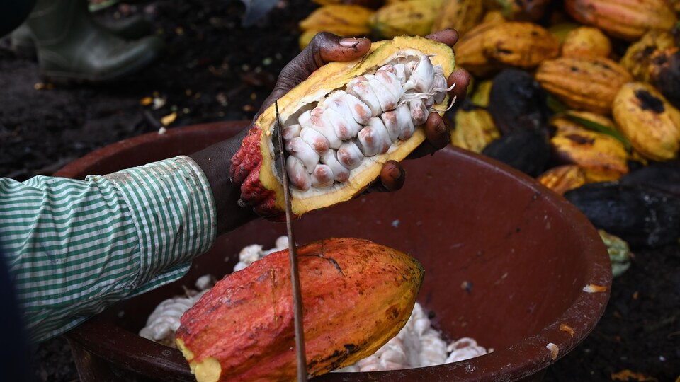 Une cabosse coupée laissant apparaître les fèves de cacao.