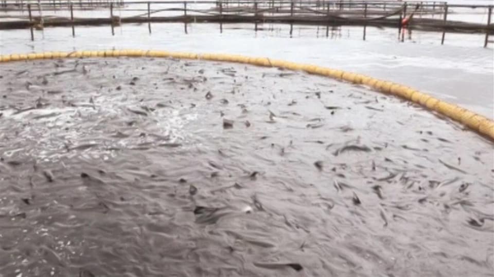 Une cage d'élevage du saumon de l'Atlantique