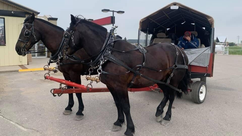Deux chevaux et une calèche dans un stationnement.