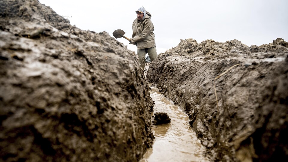 Un ouvrier agricole creuse un fossé de drainage pour sauver sa récolte de fraises. 