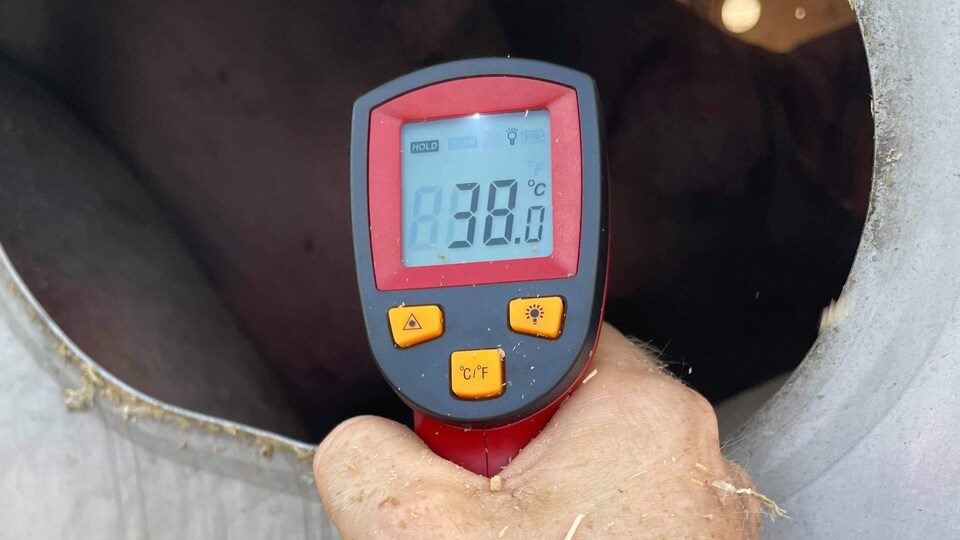 Une personne tient un thermomètre à l'extérieur d'un camion transportant des porcs.