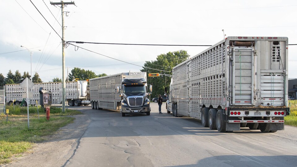 Des camions en file transportent des porcs.