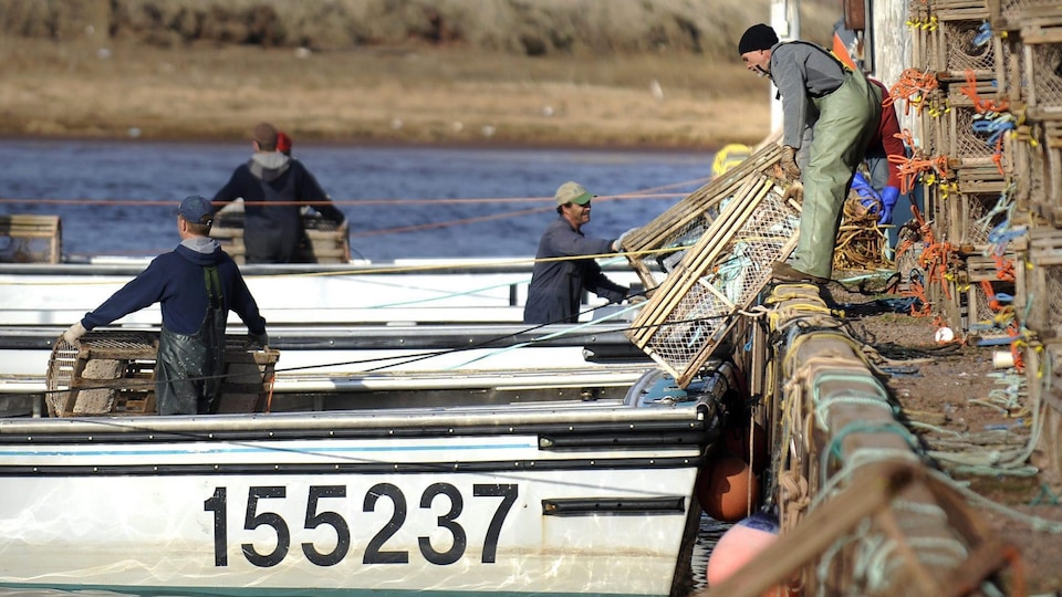 Des pêcheurs chargent des casiers à homard sur leurs bateaux, à Tignish.