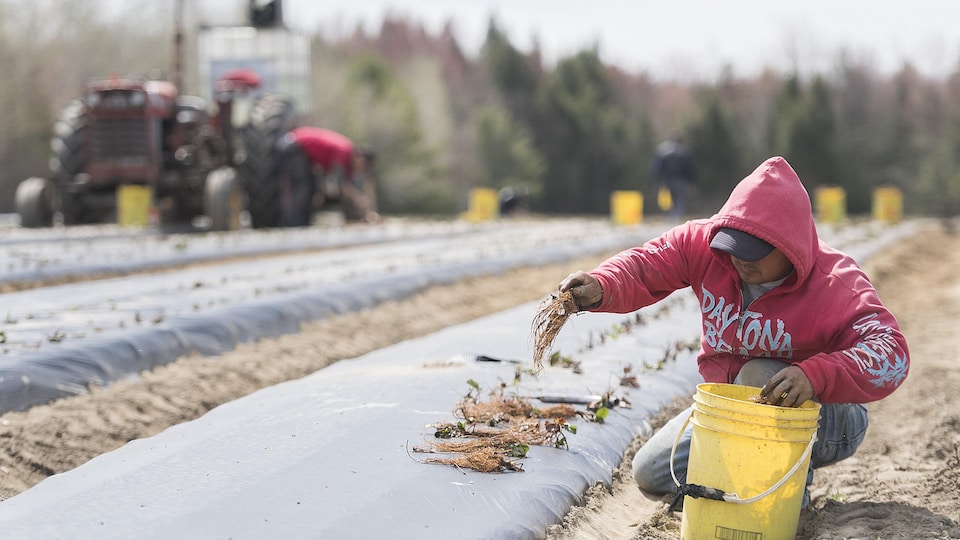 Un travailleur mexicain travaille sur une ferme québécoise.