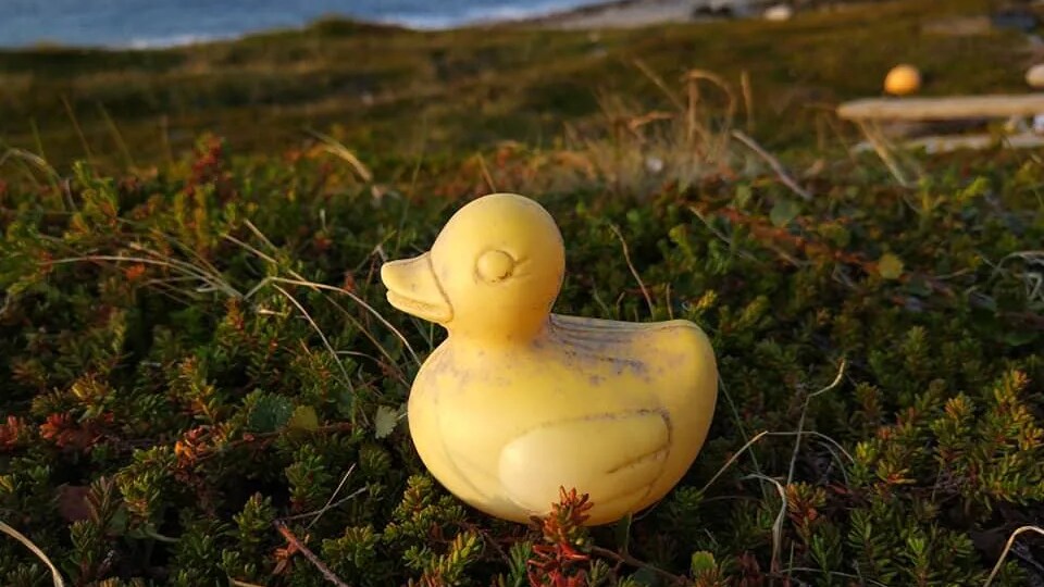 Un canard en plastique jaune.