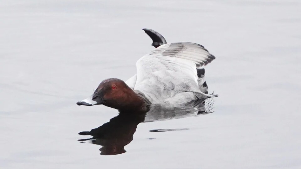 Le Fuligule milouin dans l'eau.