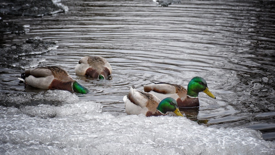 Des canards sur l'eau où flottent des morceaux de glace.