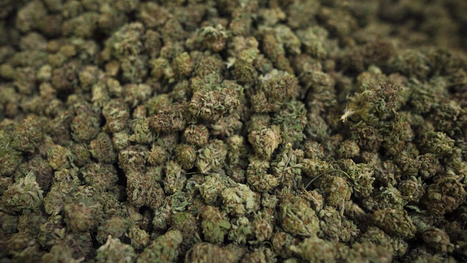 Du cannabis produit en serre